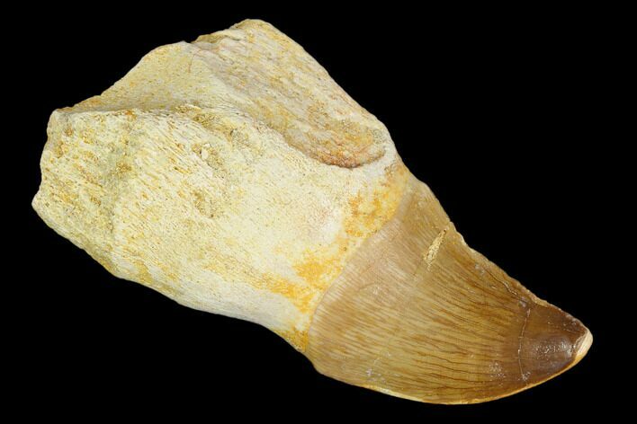 Fossil Rooted Mosasaur (Prognathodon) Tooth - Morocco #116887